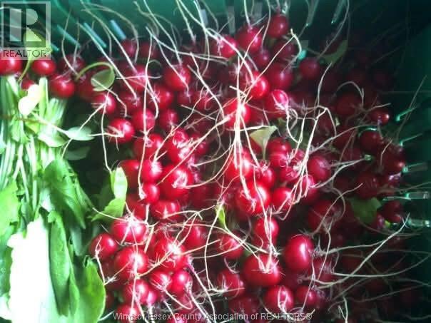 725 Mersea Rd 6 East, Leamington, Ontario  N8H 3V8 - Photo 38 - 25030540