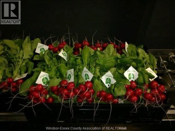 725 Mersea Rd 6 East, Leamington, Ontario  N8H 3V8 - Photo 39 - 25030540