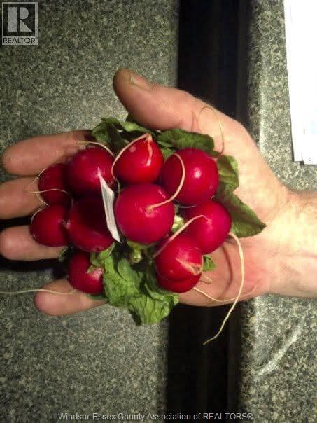 725 Mersea Rd 6 East, Leamington, Ontario  N8H 3V8 - Photo 42 - 25030540